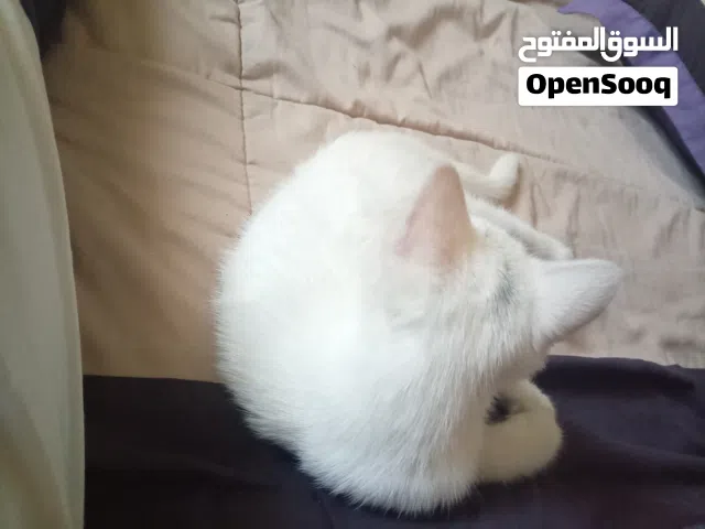 قطه شيرازي مطعم أموره تمام