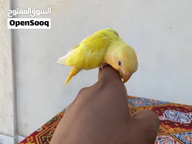 فرخ اورنج عين حمره لفه تامه للبيع مروض اموره تمام معاش مزاله هلبااا ويبده يطير