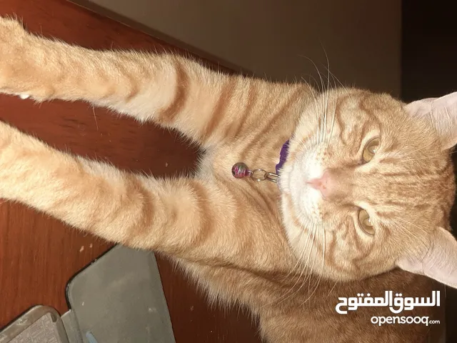 قطط للتبني