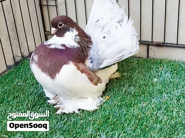 ربي يبارك للبيع دكر روسي مواصفات قويه مصوقر سعره 1000