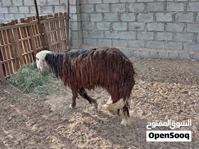 للبيع كبش سمين