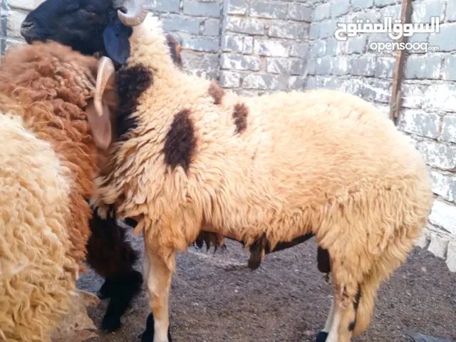خرفان برقي حر للذبح ويصلح كبش للغنم معاهم جدي برقي للذبح او تيس للماعز  افضل مواصفات