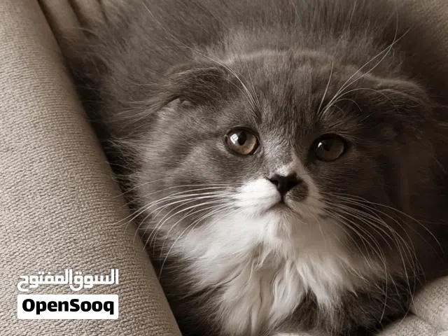 للتبني سكوتش فولد عمره 6 شهور تقريبا لونه نادر غير مطعم وبدون اغراضه