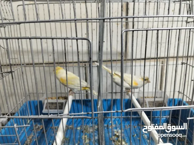 متاح بعد الصلاه على النبي كنار ذكور و اناثي المعني اقرا الوصف