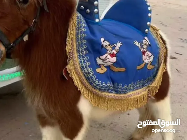 ‏الأجار حصان بوني جميع مناطق الكويت