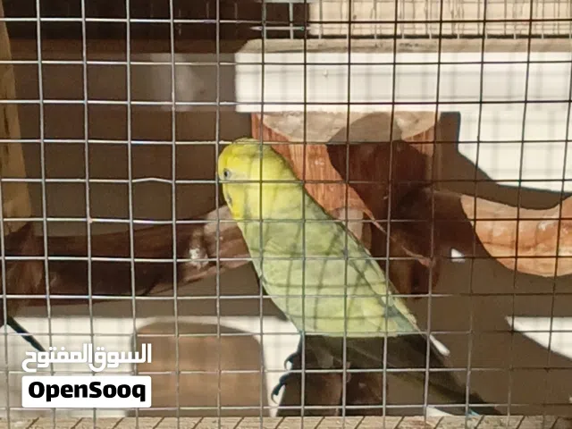 السلام عليكم
