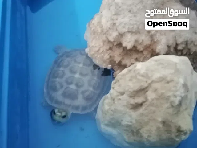 سلحفاه مع كيس اكل