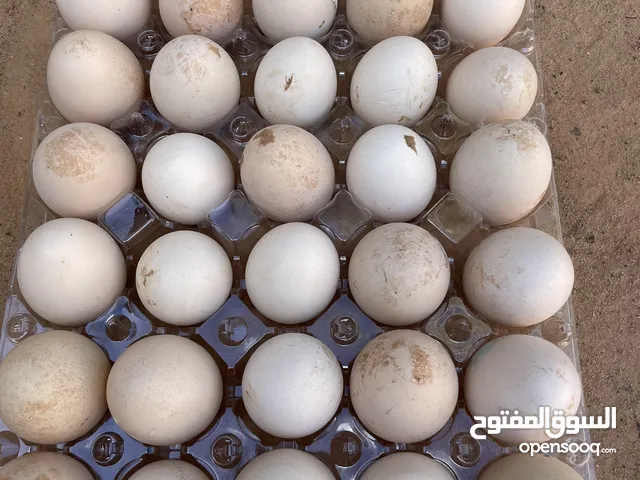 متاح بفضل الله بيض من أنواع مختلفه من الدجاج موصفات لاقوة الابالله