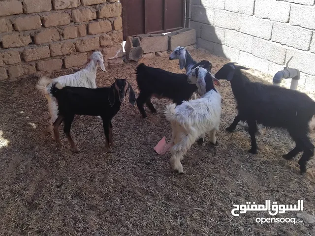 بسم الله توكلنا على الله يوجد لدينا 4 عنايق معاهم 2 جديان للبيع ب550 دينار الواحد أع