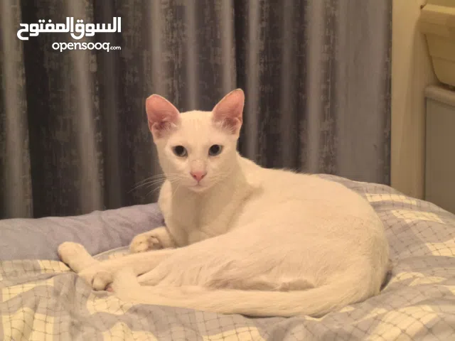 CAT adoption in Dubai-no fees