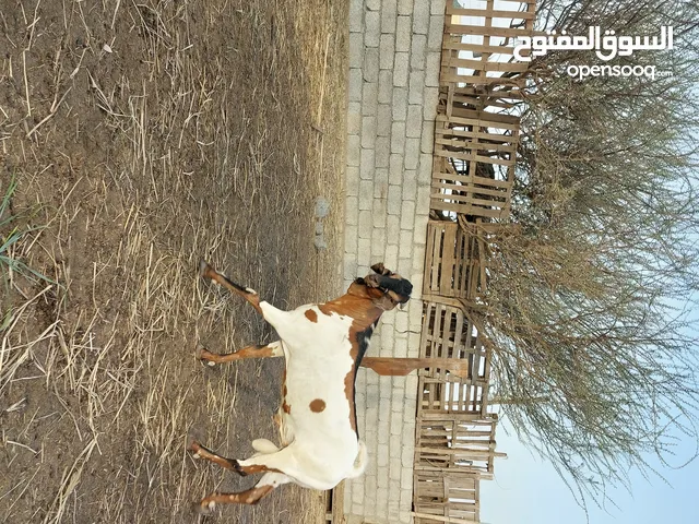 تيس اثيوبي حجم كبير سمين فول ما شاء الله
