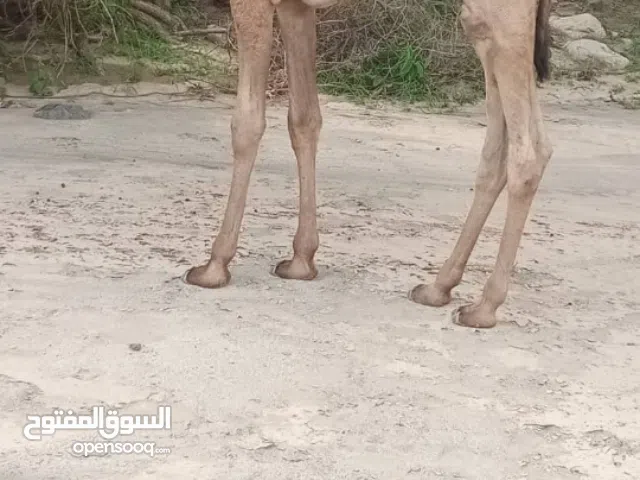 بيع القعدان سمينه أعمارها صغيره