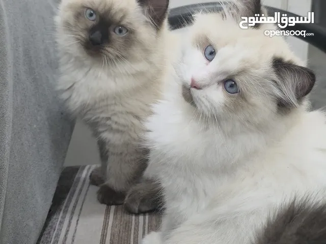 قطط هملايا بعمر شهر