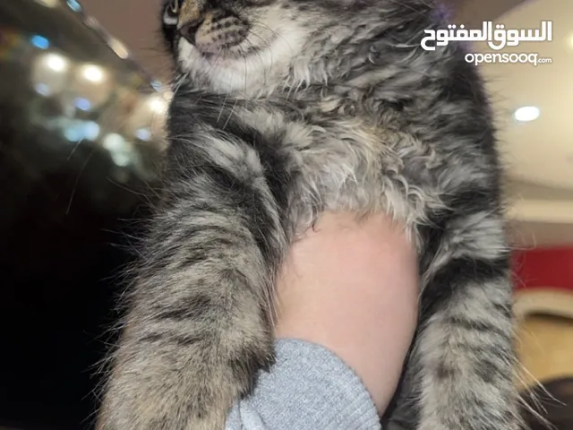 قطه شيرازي انثى عمرها شهرين لعوبه ومتعوده عاللتر بوكس