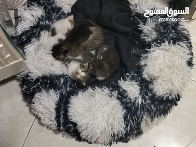 قطه هي واولادها للبيع 150ريال
