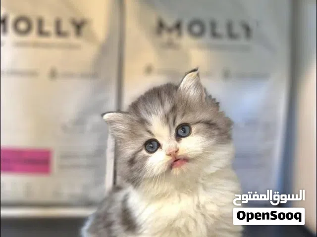 ابحث عن قطوسه انثي مثل هدي