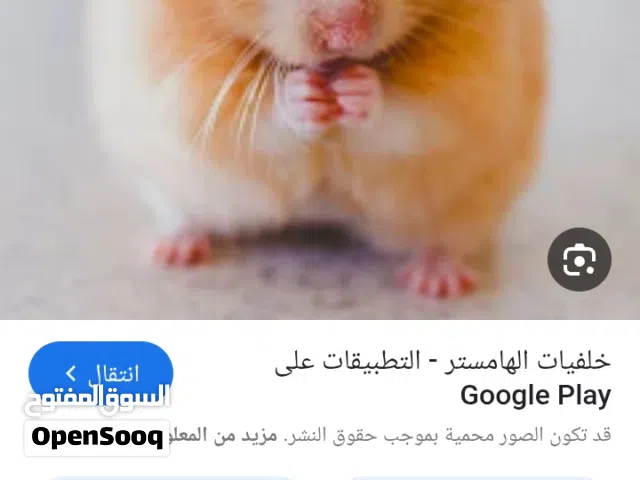 هامستر ومجموعه اكسسوارات