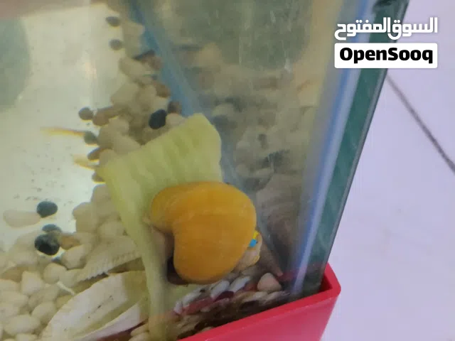 سمك زينه هنة والحوض وملحقاته وعلبة اكل و معقم70 وبيهن مجال