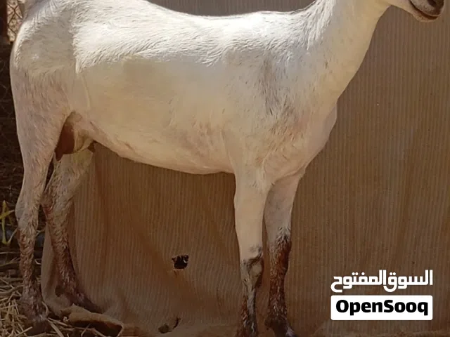 شاه صلالية بكر تحدر