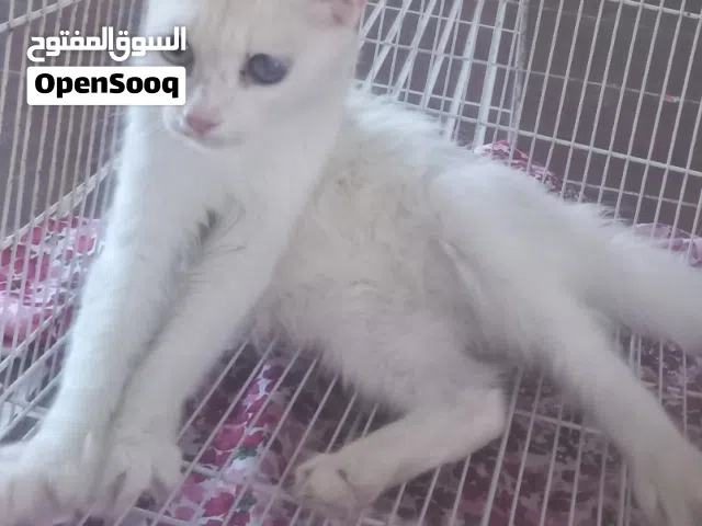 قطه شيرازيه مع أغراضها الوصف مهم