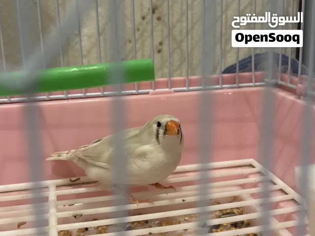 طير زيبرا للبيع