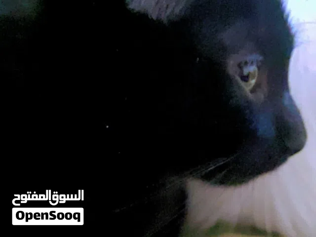 قط لتبني مجانا في العين