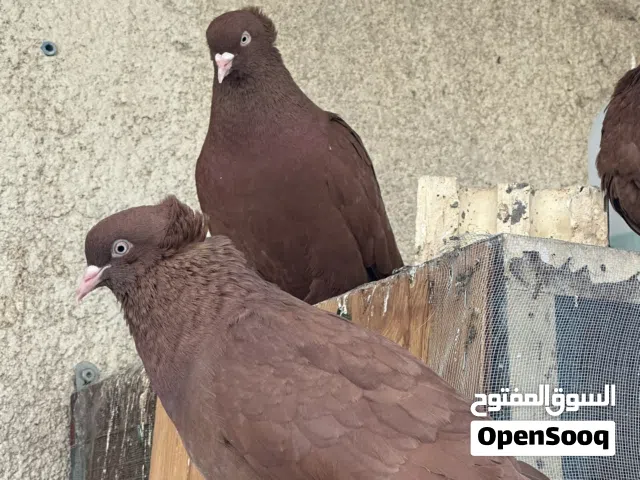 حمام رواعب اصليات