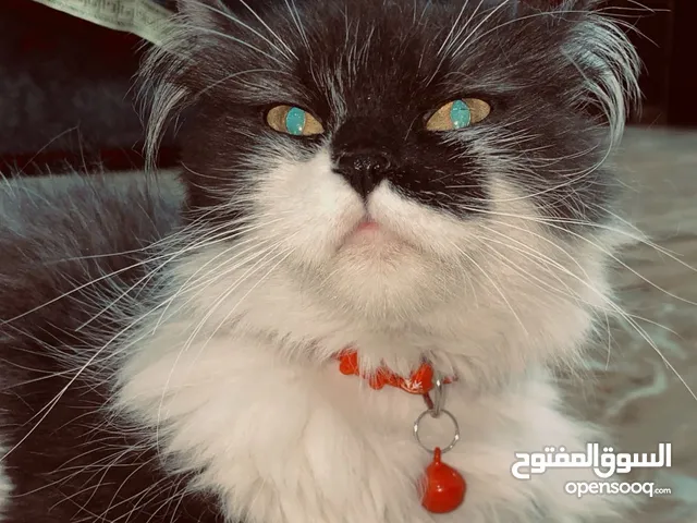 بدي ذكر للتزاوج. ( بانده شراز. سكوتش. شانشيلا. هملايا. ) الموقع الزرقاء جبل طارق