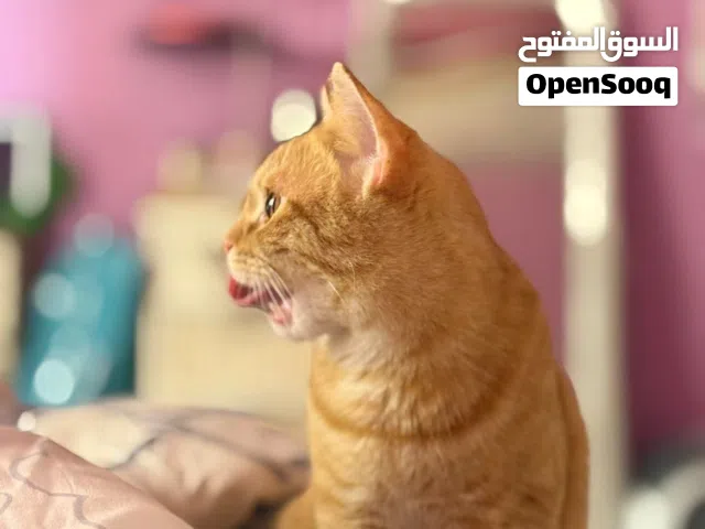 قط اليف و لعوب بلون مميز