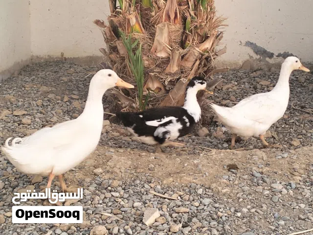 طيور منوعة للبيع