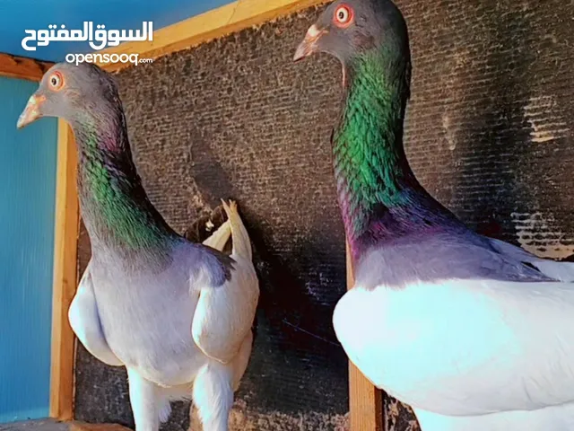 جواز نخب اول+ مخاليف