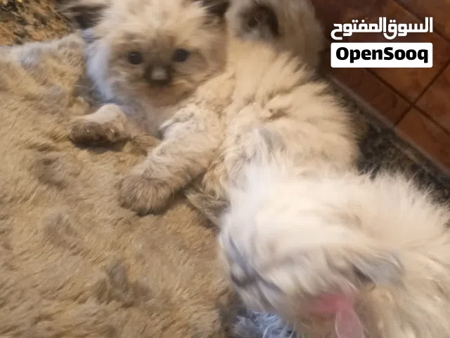 قطط هملايا بيور للبيع