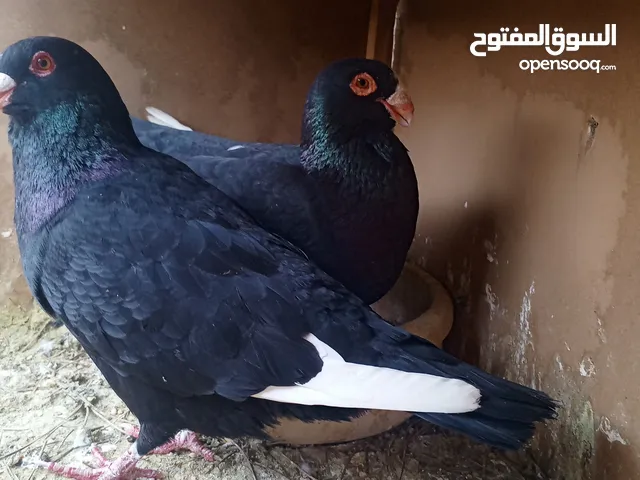 جوز مسويد شغلات كفاله وجوز سنتنايت وجوز عنداب معهم فرخ للبيع