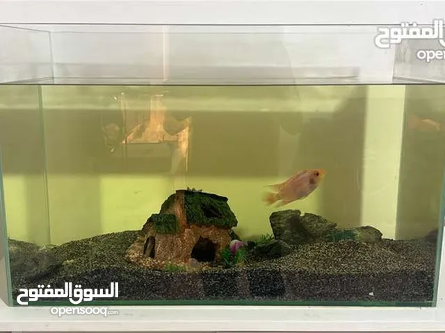 حوض سمك للبيع
