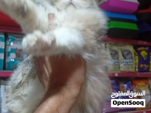 بنوته شانشيلا لعبيه جدا 50يوم متطعمه ديدان وحشرات ومتعوده عاللتر بوكس