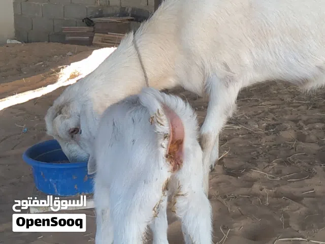 عنز حليب هجين