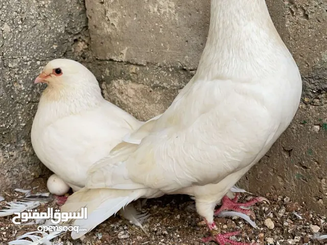 جوز فرنسي صوبر جامبو مع بيض وفراخ