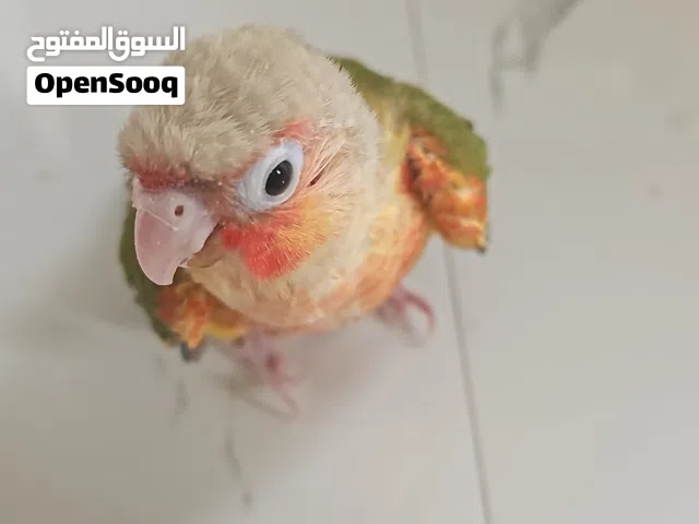 كنيور انناس متعود ع الغر
