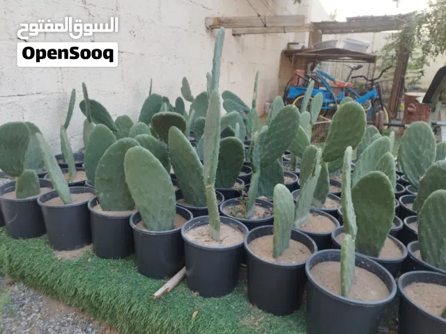 تين شوكي هجين