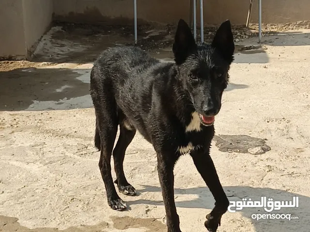 كلب فحل مالينو اسود مفول خط دم مكسيكي