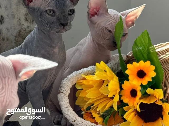 Sphinx pedigree سفنكس