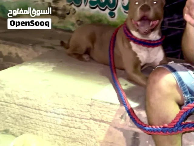 امريكي بيور حجم Xl