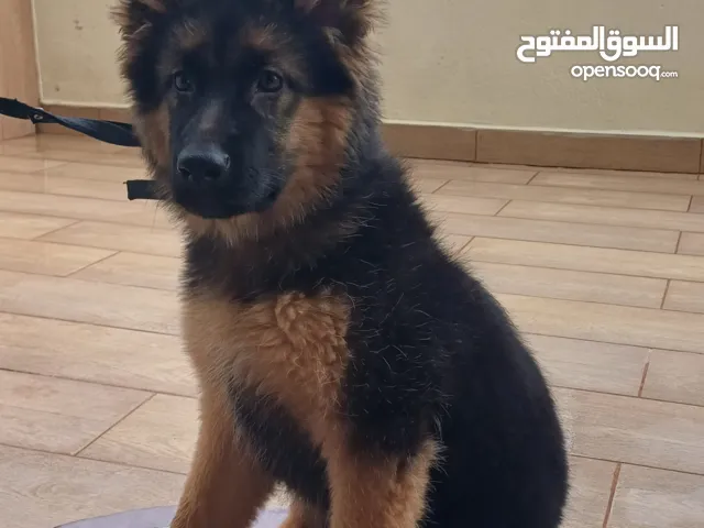 بيرجي لونغ هير انثى