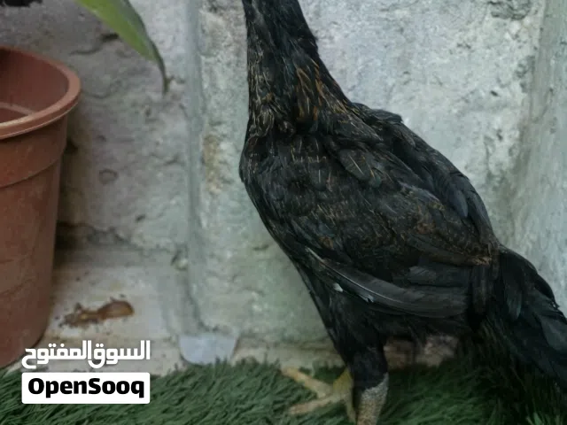 صوص باكستاني