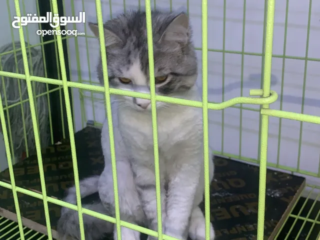 قطه للتبني