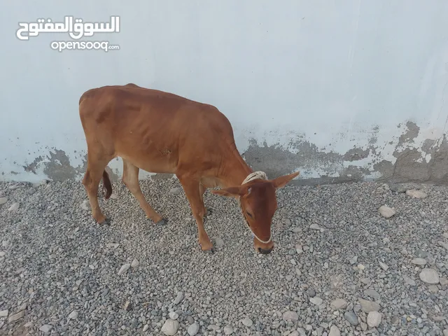 بقره لم يلقح بعد اكمل سنه و شهر