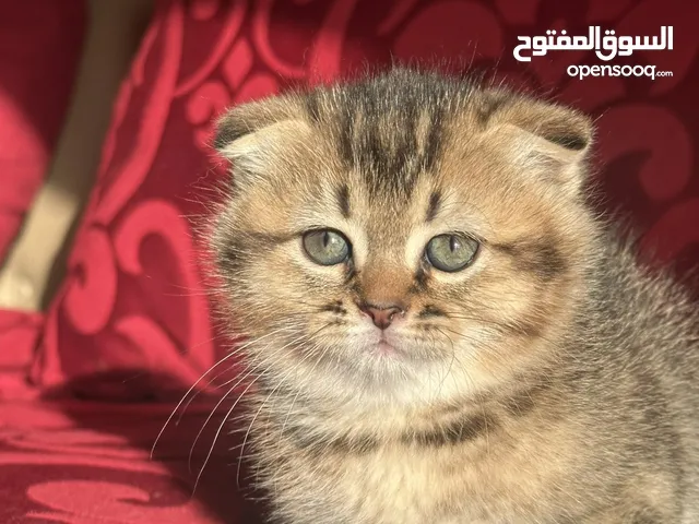 قط صغير سكوتش فولاد في العين