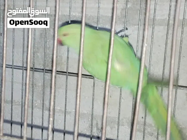 متاح جوز دره بجهزو لا بطن شغلات  متاح طيره ام فراخ شغاله موجودات مكفولات ما شتغلن رجعهن ربنا يبارك ،