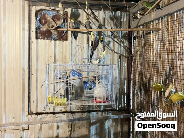 للبيع قفص طيور (أڤياري)، مع كل اللي بداخله: بلابل، كوكاتيل، رينج نك، وفينشات.