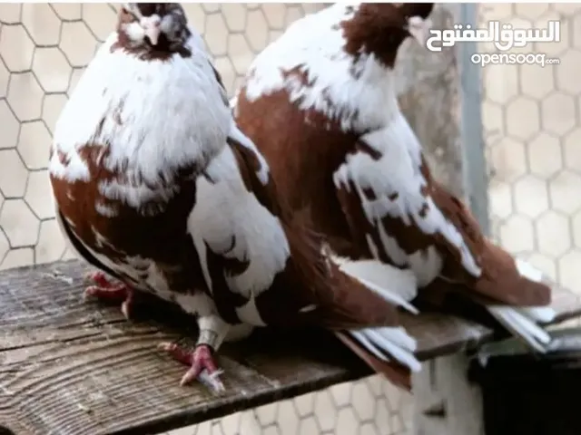 نيكولا طيار اجواز وانتاج